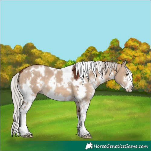 Horse Color:White Spotted Silver Brown Dun Sabino 