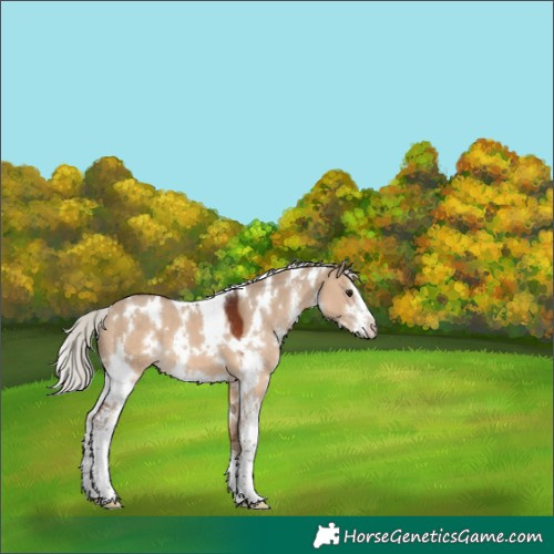 Horse Color:White Spotted Silver Brown Dun Sabino 