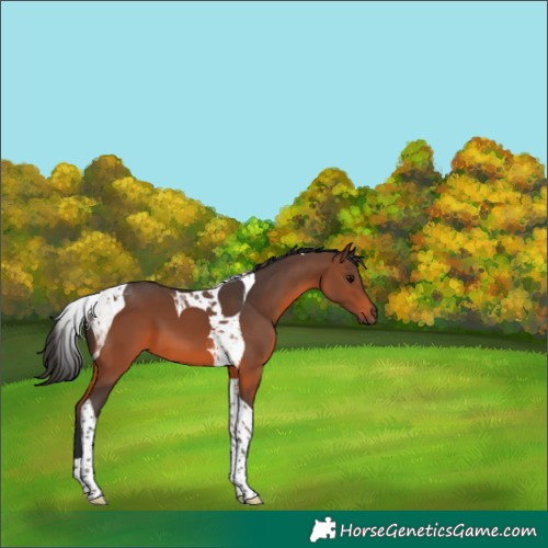 Horse Color:Brown Tobiano
