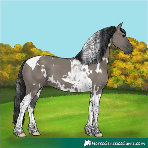 Horse Color:White Spotted Grullo Tobiano 