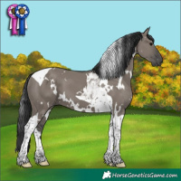 Horse Color:White Spotted Grullo Tobiano