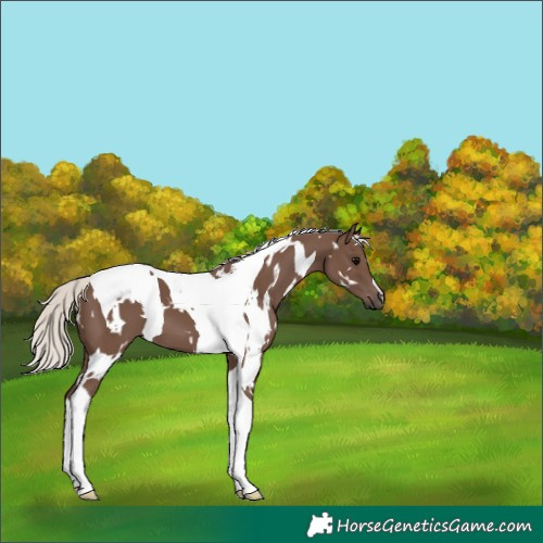 Horse Color:White Spotted Silver Black Tobiano 