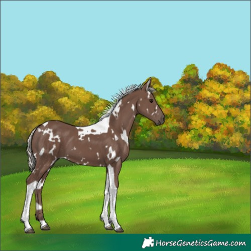 Horse Color:White Spotted Silver Black Tobiano 
