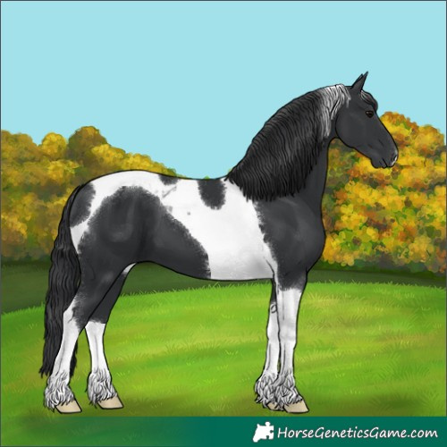 Horse Color:Black Tobiano 