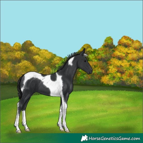Horse Color:Black Tobiano 