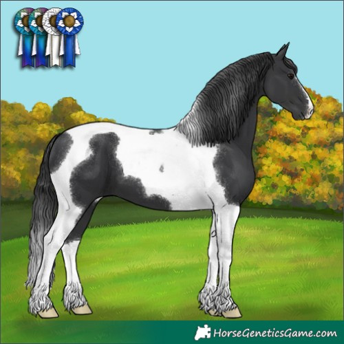 Horse Color:Black Tobiano 