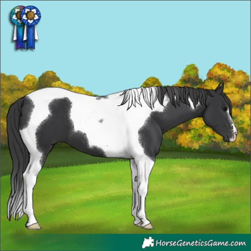 Horse Color:Black Tobiano 