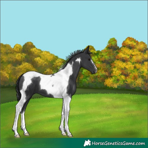 Horse Color:Black Tobiano 