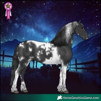 Horse Color:White Spotted Black Tobiano
