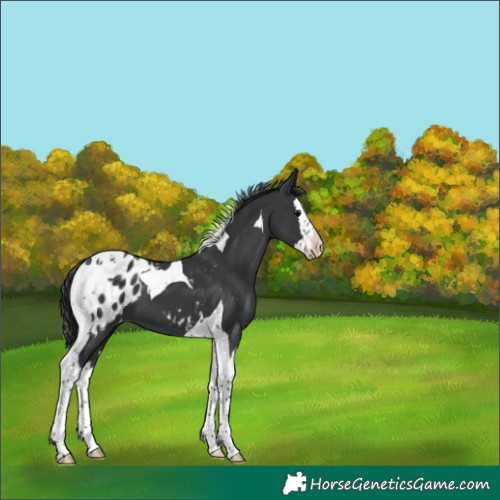 Horse Color:Black Splash Tobiano Appaloosa 