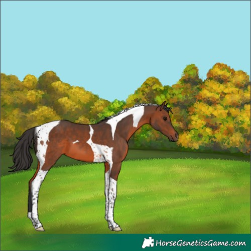 Horse Color:Brown Tobiano 