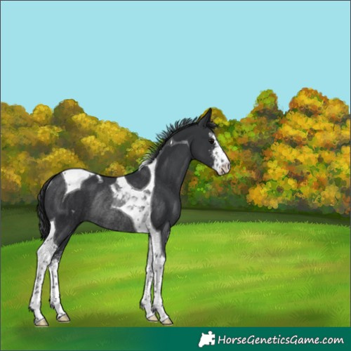 Horse Color:Black Sabino Tobiano Rabicano 