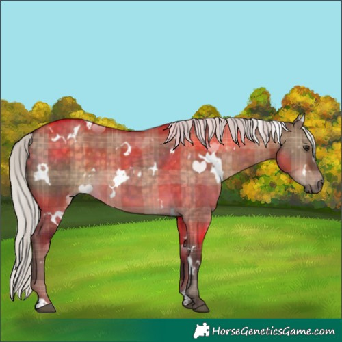 Horse Color:Plaid  White Spotted Silver Brown Dun 