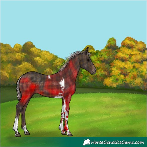 Horse Color:Plaid  Silver Brown Tobiano 