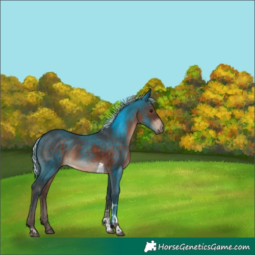 Horse Color:Silver Brown Tobiano 
