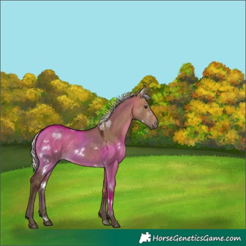 Horse Color:White Spotted Silver Bay Dun 