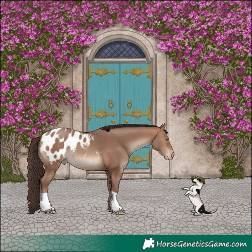 Horse Color:Sable Champagne Appaloosa 