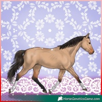 Horse Color:Bay Dun Tobiano