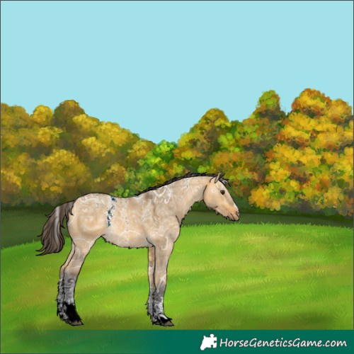 Horse Color:Powder White Buckskin Ice Dun Rabicano 