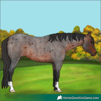 Horse Color:Brown Roan 