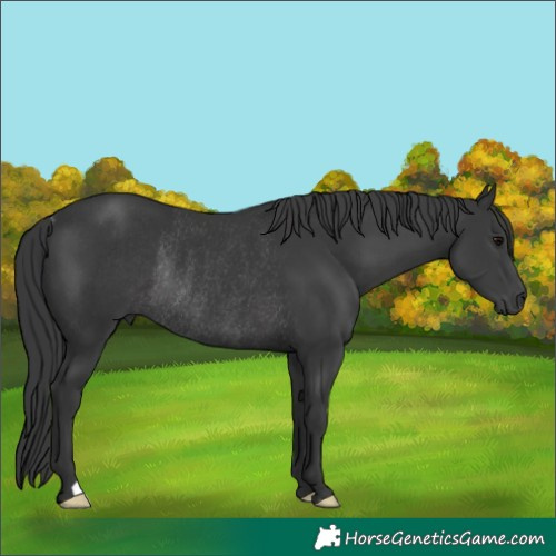 Horse Color:Black Rabicano 