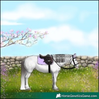 Horse Color:Grullo Splash Tobiano Appaloosa Rabicano 