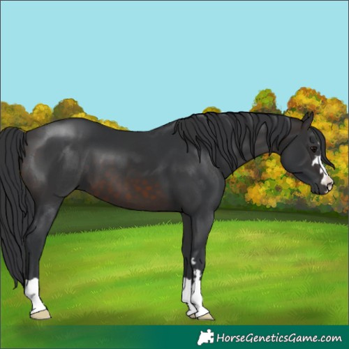 Horse Color:Brown 