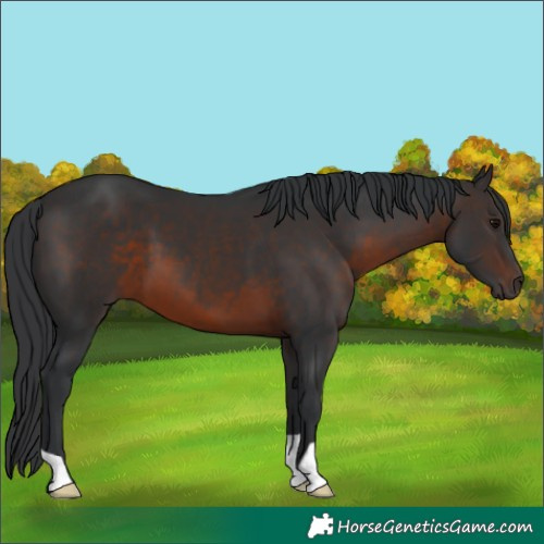Horse Color:Brown 