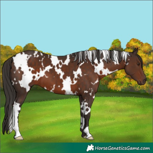 Horse Color:White Spotted Liver Chestnut 