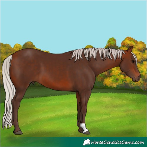 Horse Color:Silver Bay 
