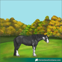 Horse Color:Black Sabino