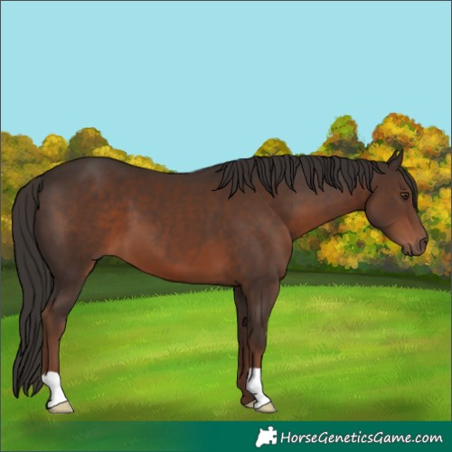 Horse Color:Liver Chestnut 