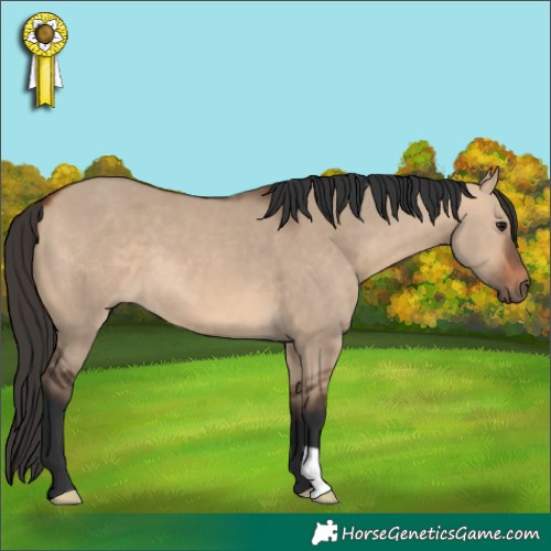 Horse Color:Bay Dun 