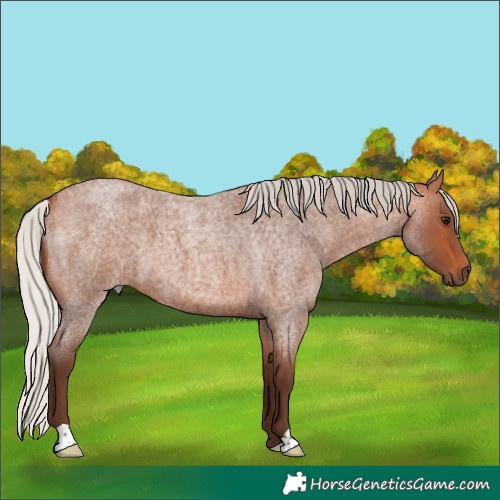 Horse Color:Silver Bay Roan 