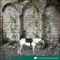 Horse Color:White Spotted Grullo Splash Appaloosa 