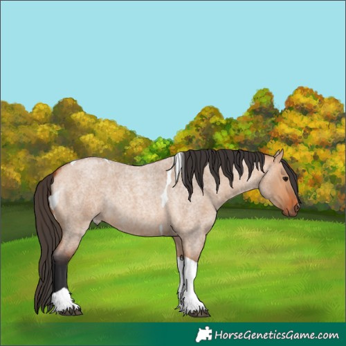 Horse Color:Bay Roan Dun Tobiano