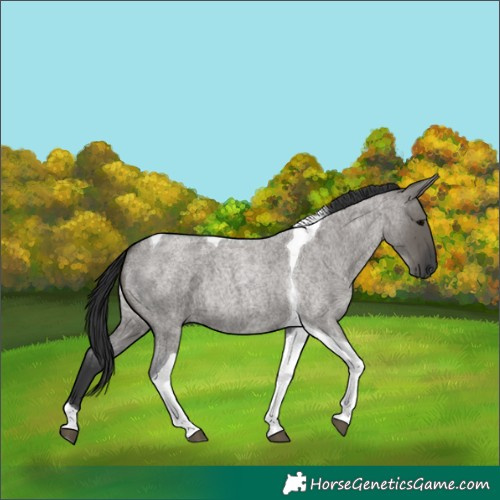 Horse Color:Grullo Roan Tobiano 