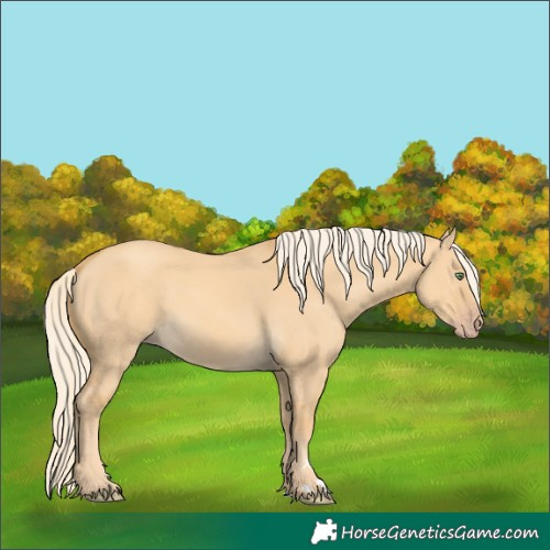 Horse Color:Gold Cream Champagne Dun