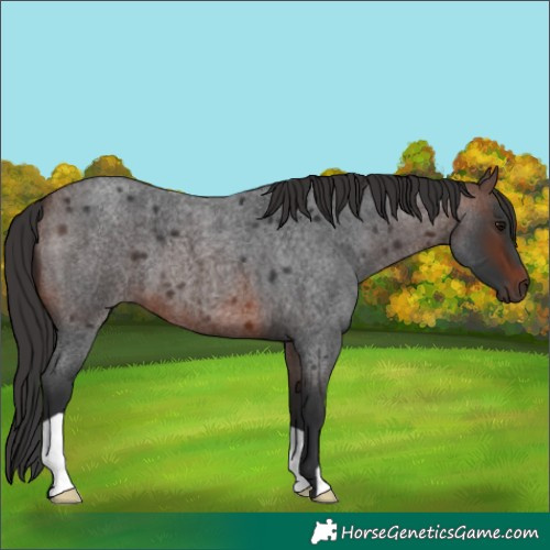 Horse Color:Brown Roan 