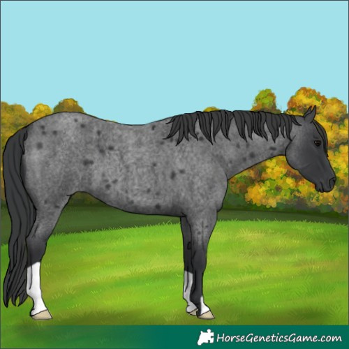 Horse Color:Blue Roan 