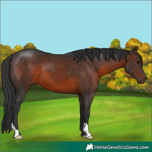 Horse Color:Brown 