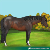 Horse Color:Brown 