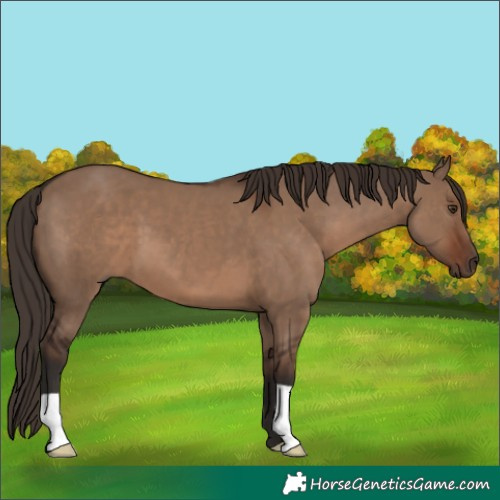 Horse Color:Liver Red Dun 