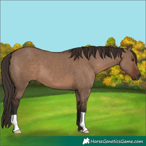 Horse Color:Liver Red Dun 
