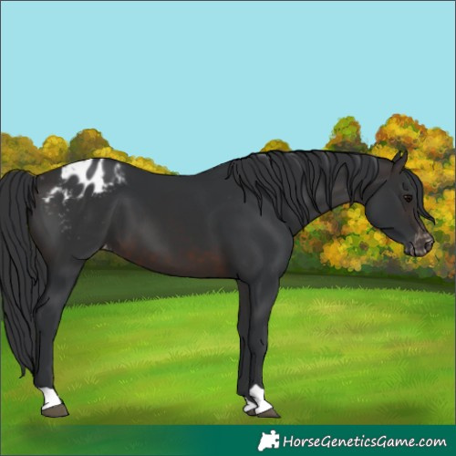 Horse Color:Brown Appaloosa 