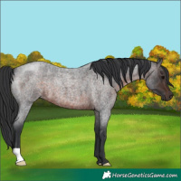 Horse Color:Brown Roan
