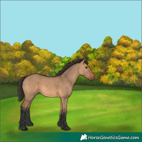 Horse Color:Bay Dun Rabicano 