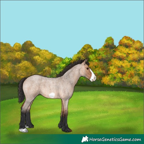 Horse Color:Bay Roan Dun Frame 