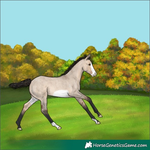 Horse Color:Bay Roan Dun Frame 
