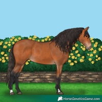 Horse Color:Bay 